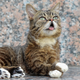 Image for article titled Why Cats Rule the Internet Instead of Dogs
